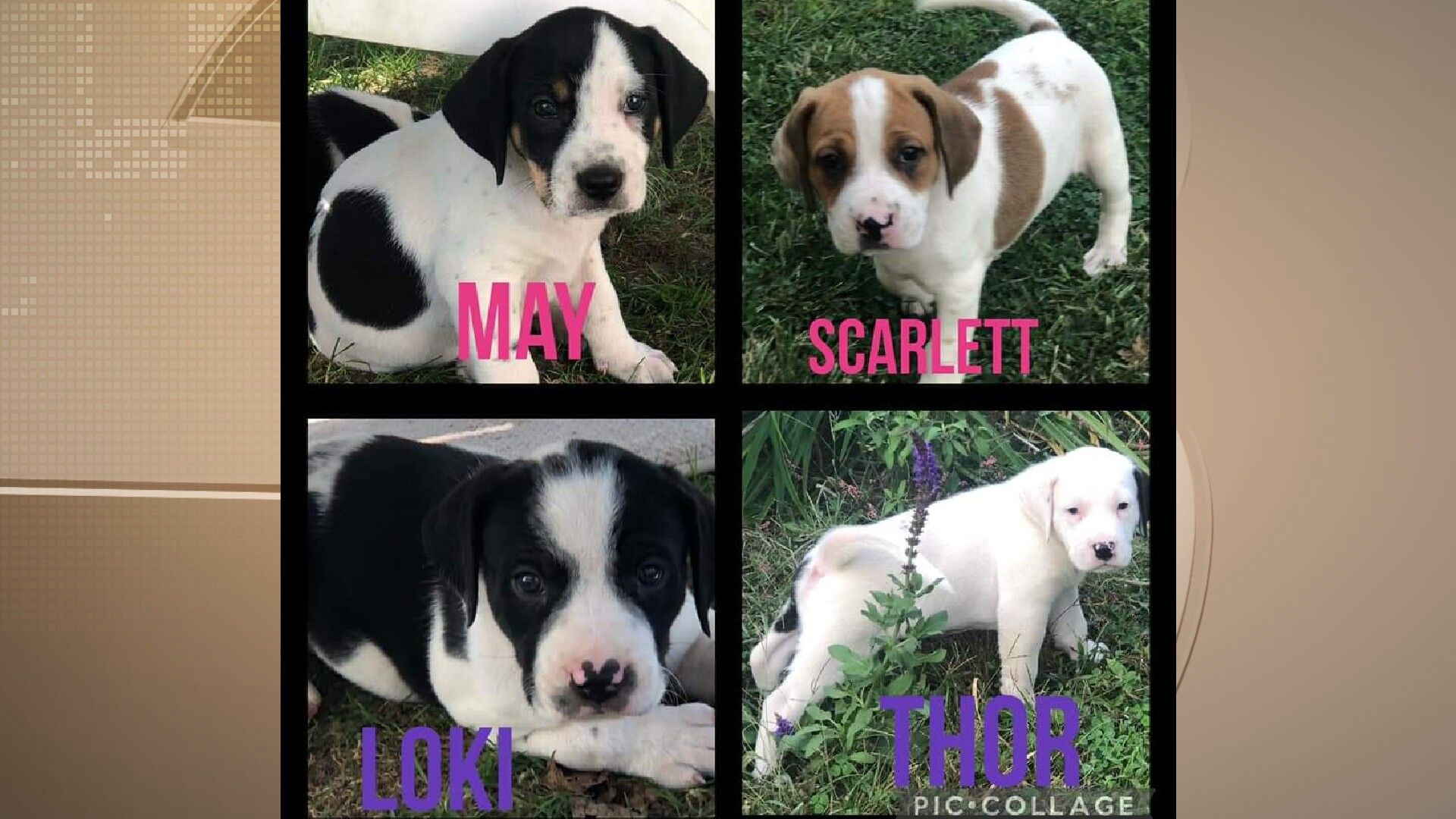 Wayne County Humane Society: (618) 847-4012